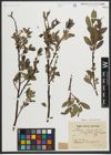 Foto von Salix myrsinites L. x Salix nigricans Sm.
